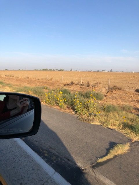 roadside sunflowers viewed from a moving car