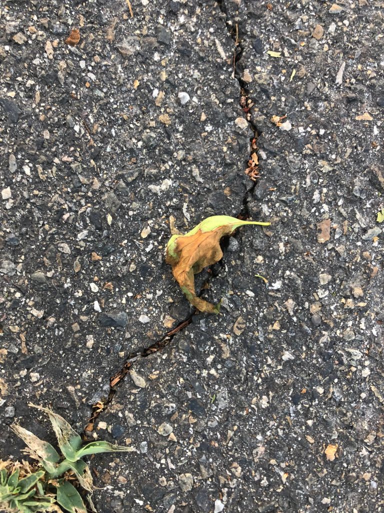 Hummingbird shaped leaf on the pavement.