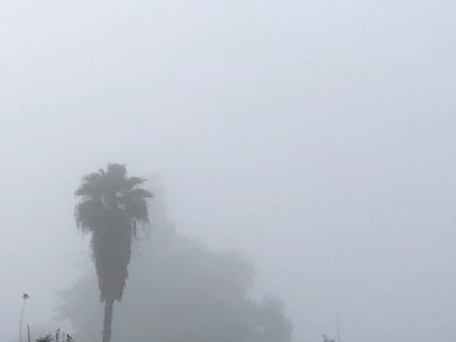 palm tree in fog